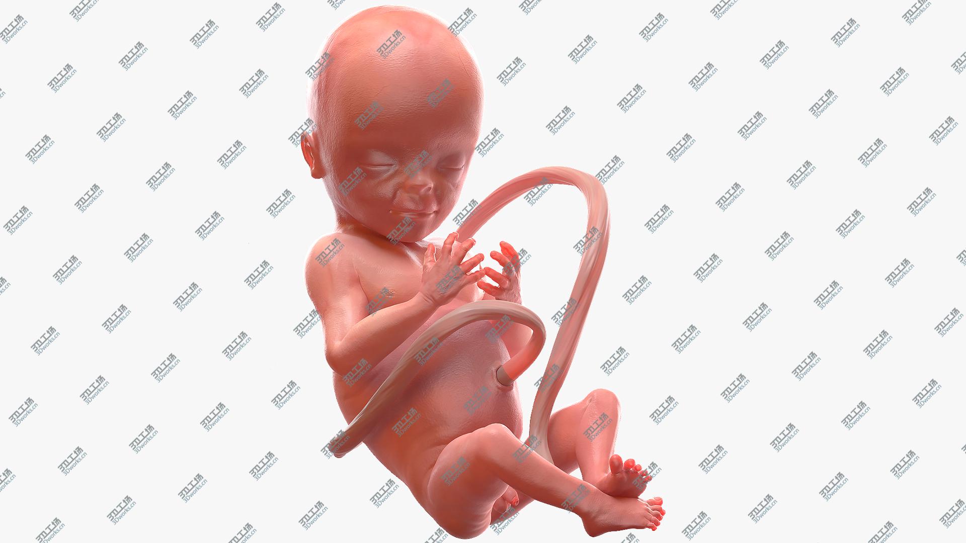 images/goods_img/202104091/3D Human Fetus at 20 Weeks model/1.jpg